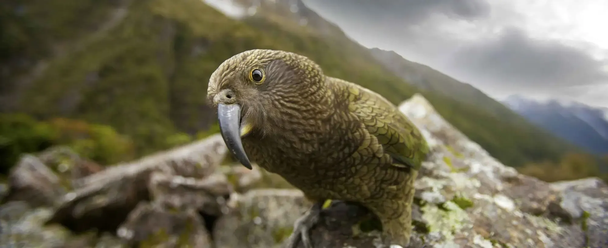 Kea